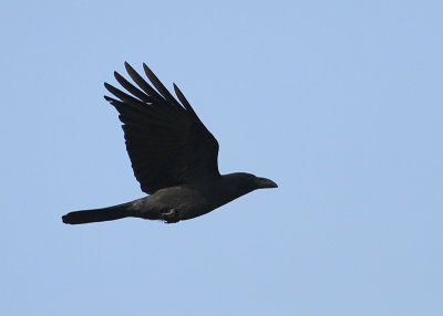g2/90/590590/3/149826625.yb4dpx9L.jpg