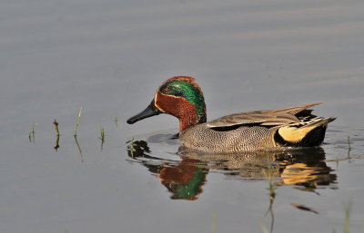 Common Teal