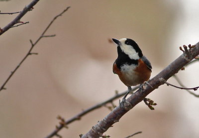 Varied Tit