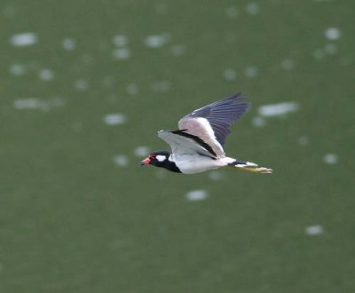 Red-wattled Lapwing