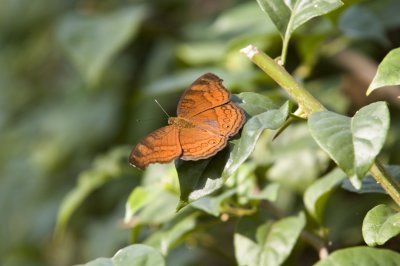 Butterfly again