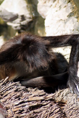 Brwnsvl_Zoo_003.JPG