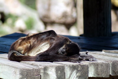 Brwnsvl_Zoo_004.JPG