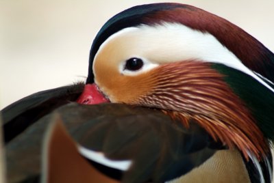 Brwnsvl_Zoo_006.JPG