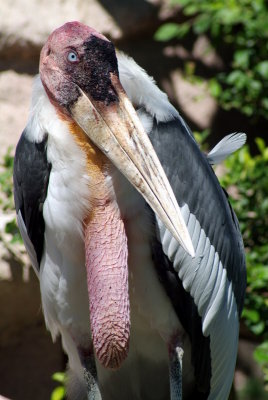 Brwnsvl_Zoo_009.JPG