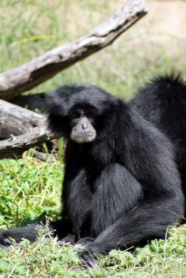 Brwnsvl_Zoo_010.JPG