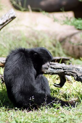 Brwnsvl_Zoo_011.JPG