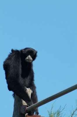 Brwnsvl_Zoo_013.JPG