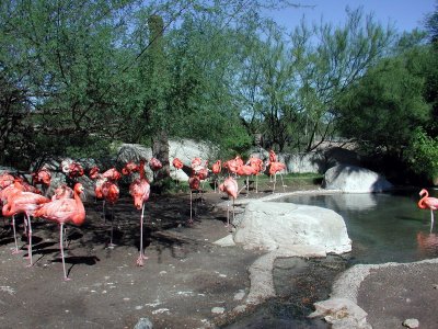 Brwnsvl_Zoo_015.JPG