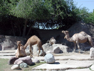 Brwnsvl_Zoo_016.JPG