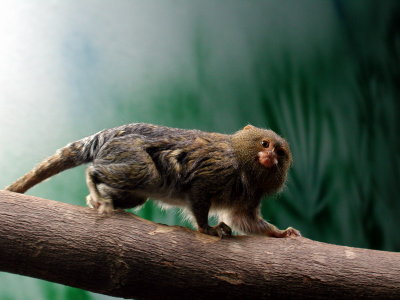 Brownsville's Gladys Porter Zoo