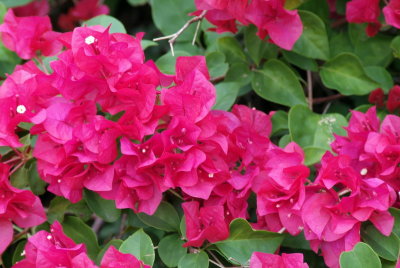 Bougainvillea Flowers at Golden Raintree Citrus Gardens