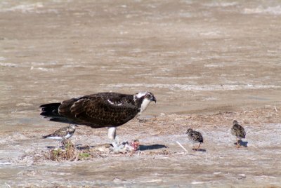 Osprey