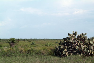 Laguna Atascosa Refuge Prairie