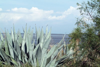 Overlooking the Lower Laguna Madre