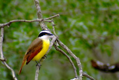 Great Kiskadee