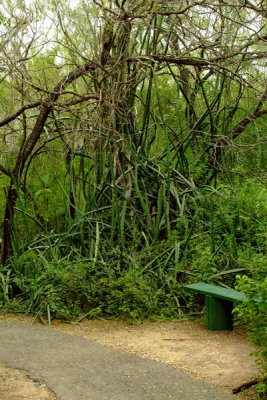 Weslaco Nature Trail