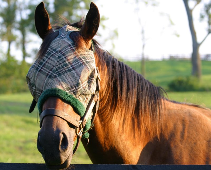 The Masked Stallion ?