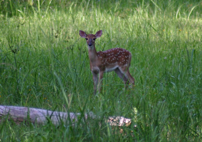 Fawn_0001_edited-1.jpg