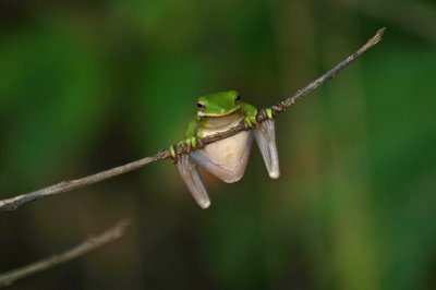 Green Tree Frog 0116
