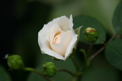 rosebud dawn's garden_edited-1.jpg