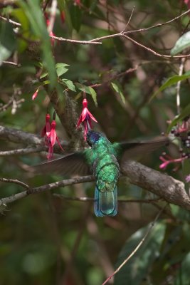 Green violet-ear  hovering and eating upside down - Costa Rica 0276