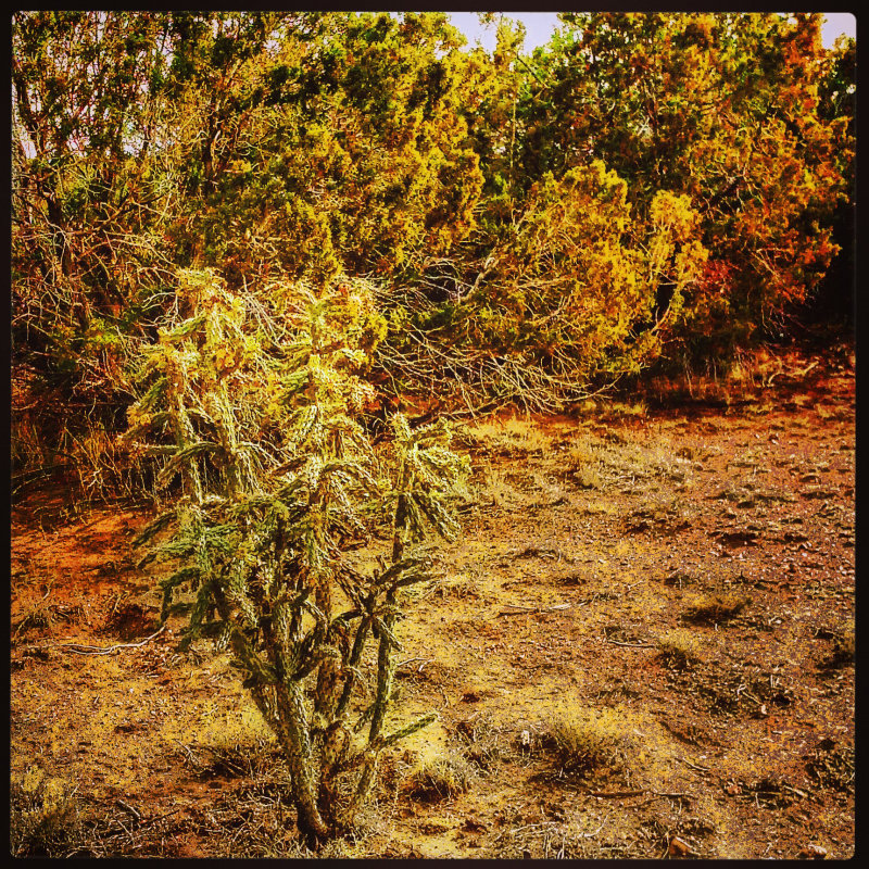 Cactus.jpg