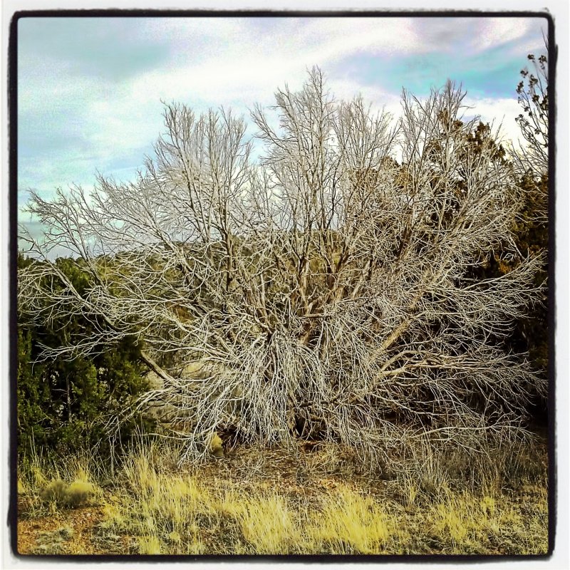 DeadTree.jpg