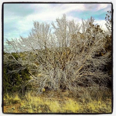 DeadTree.jpg