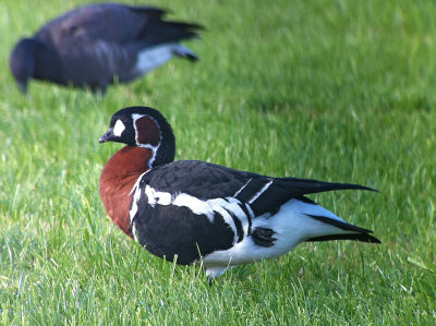 Roodhalsgans / Red-breasted Goose