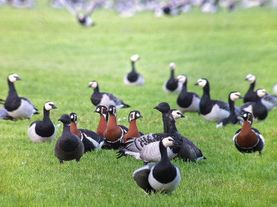 Roodhalsgans / Red-breasted Goose