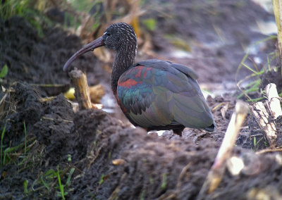 Zwarte ibis / Glossy Ibis