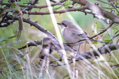 Steppeklapekster / Steppe Grey Shrike