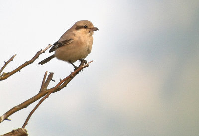 Steppeklapekster / Steppe Grey Shrike