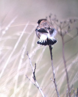 Kaspische roodborsttapuit / Caspian Stonechat