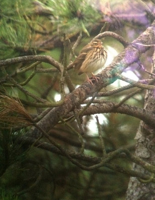 Siberische boompieper / Olive-backed Pipit