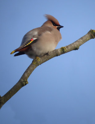 Pestvogel / Bombycilla garrulus