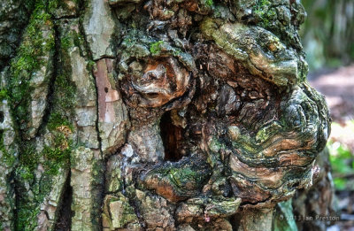 20120527-Tree001a.jpg