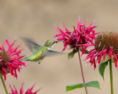 Hummingbird next to Bee Balm