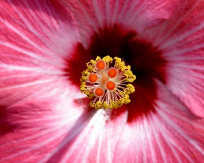 hibiscus closeup