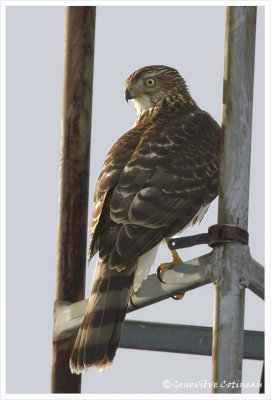 pervier brun / Accipiter striatus