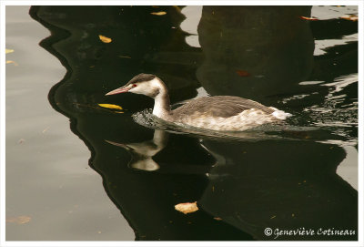 Grèbe huppé / Podiceps cristatus