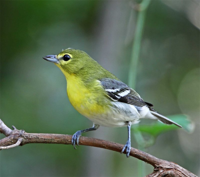 Yellow-throated Vireo_4177.jpg
