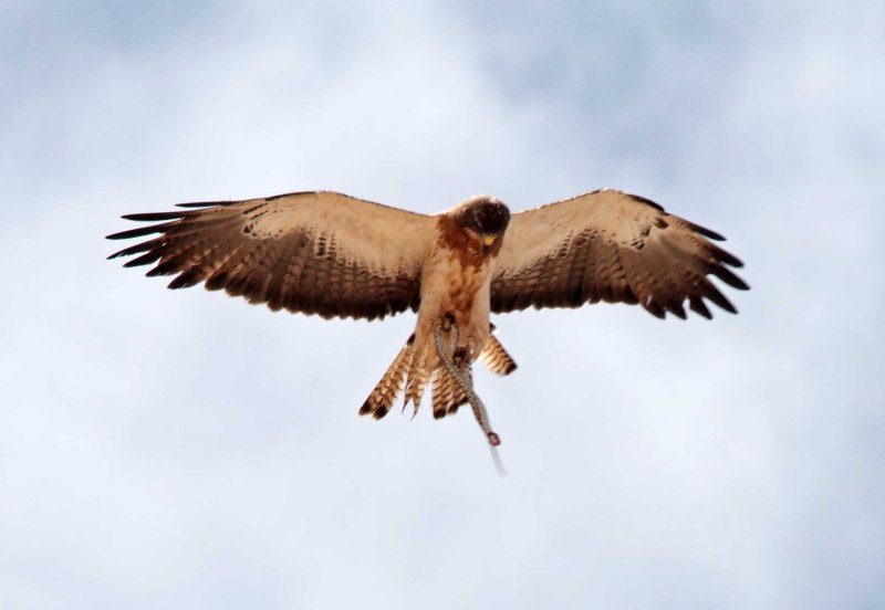 Swainsons Hawk with snake_3921.jpg