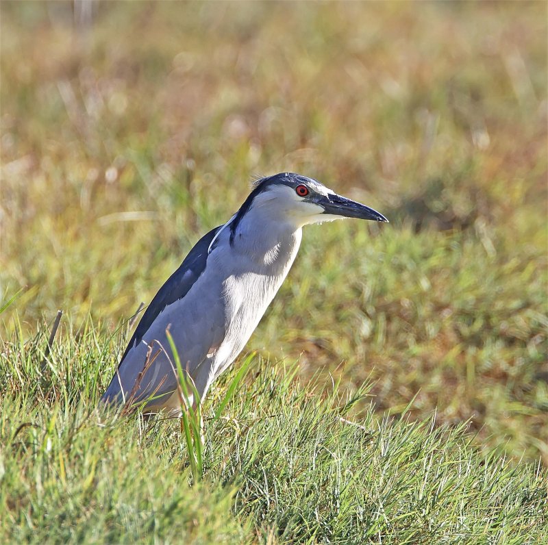 Black-crowned Night-Heron_4965 copy.jpg