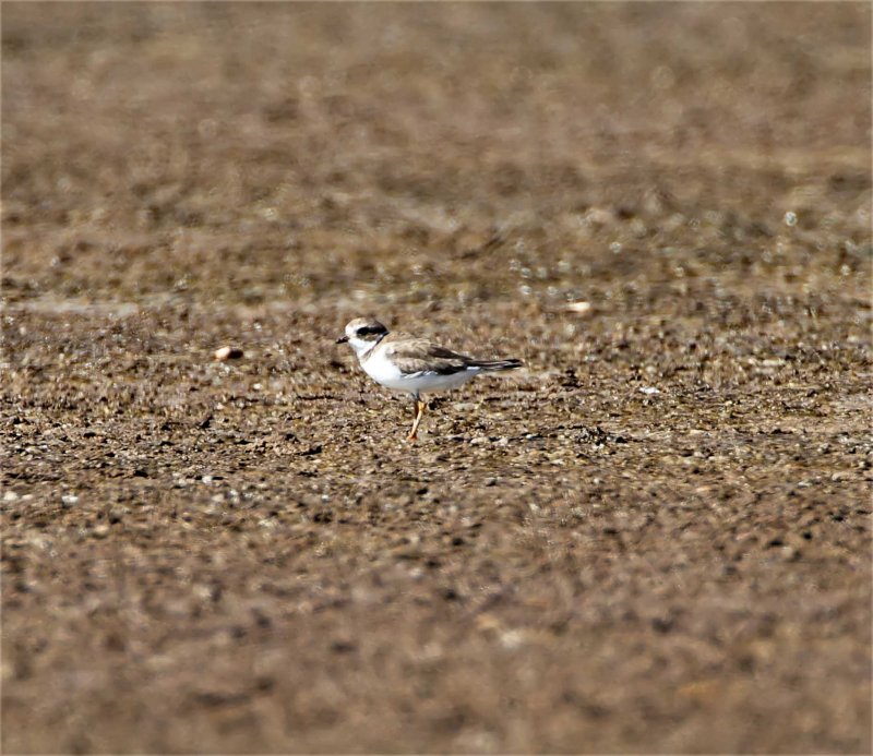 Semi-palmated Plover_5270.jpg