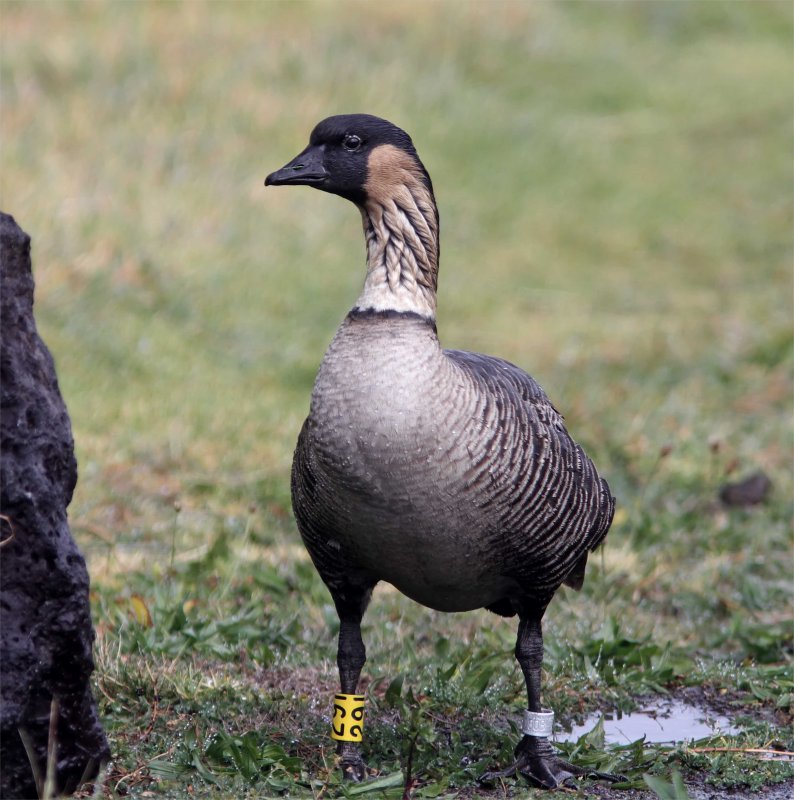 Nene_5568.jpg
