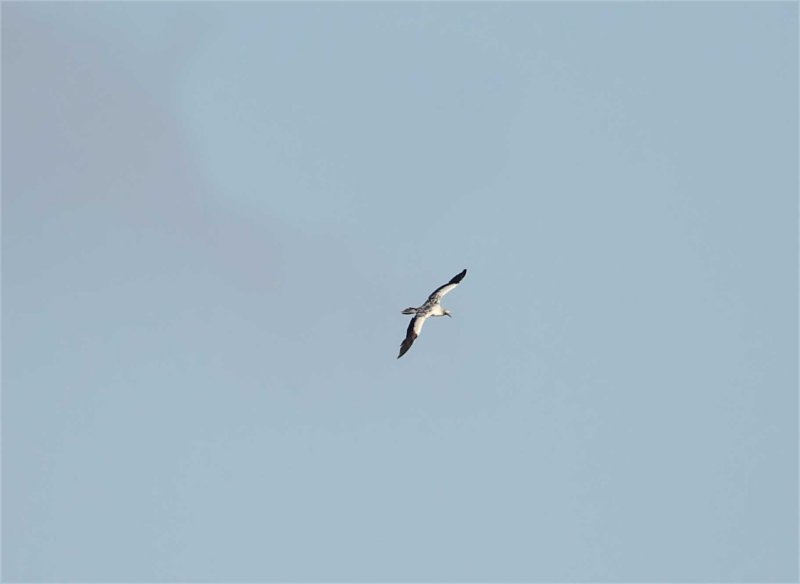 Red-footed Booby - immature_5996.jpg