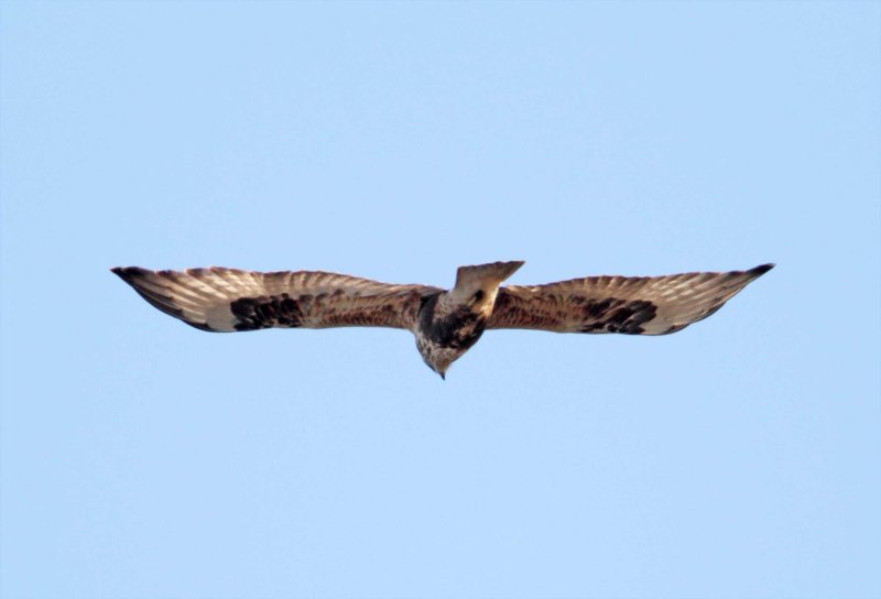 Rough-legged Hawk - juvenile_6366.jpg