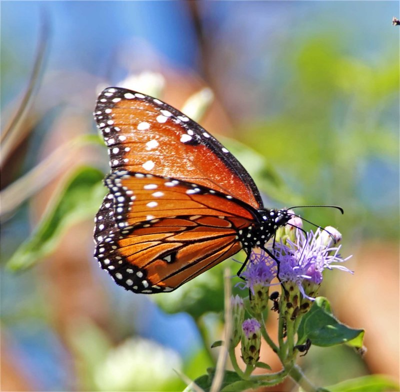 Queen  - male _6167.jpg